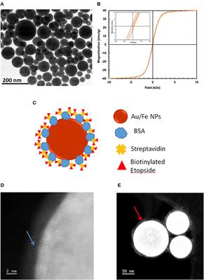 Etoposide-Bound Magnetic Nanoparticles Designed for Remote Targeting of Cancer Cells Disseminated Within Cerebrospinal Fluid Pathways